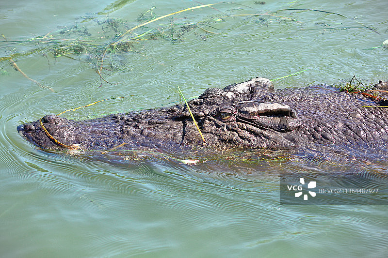 在湖中游泳的鳄鱼的俯视照片，澳大利亚图片素材
