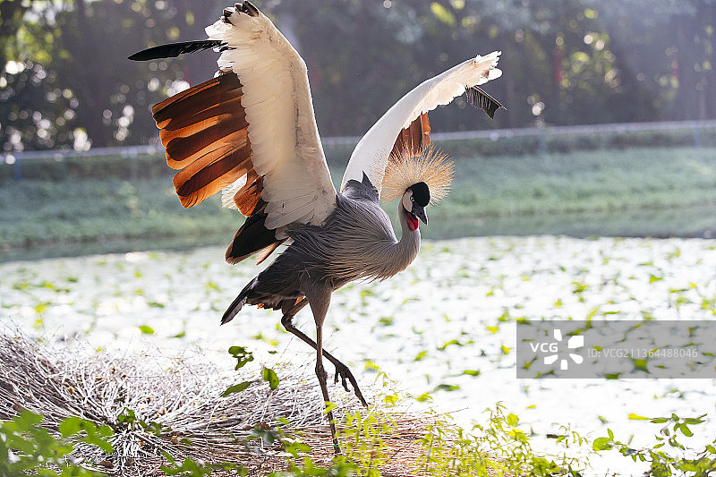 灰冠鹤图片素材