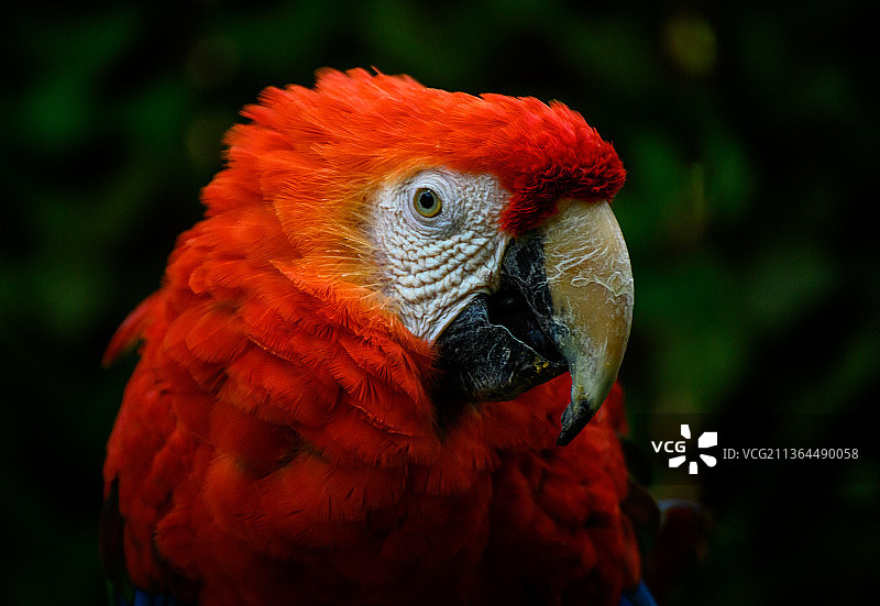金刚鹦鹉肖像特写图片素材