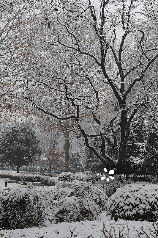 雪中的树图片素材