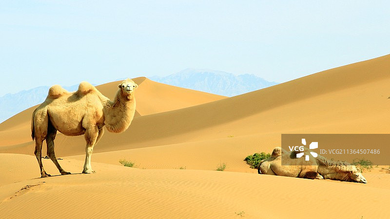 沙漠中的骆驼图片素材