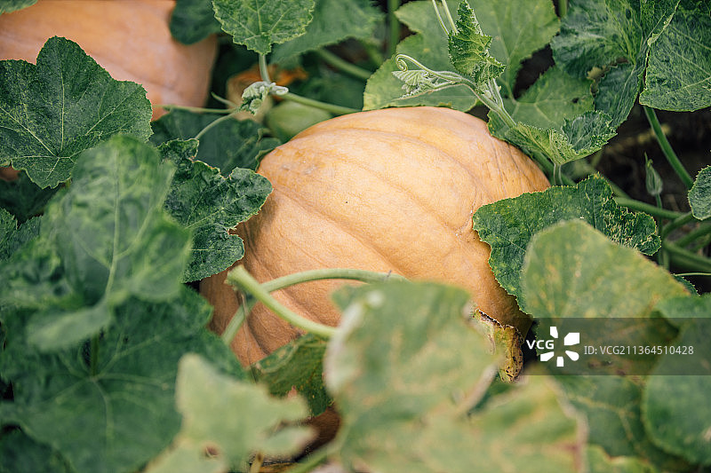 自然生长的南瓜图片素材