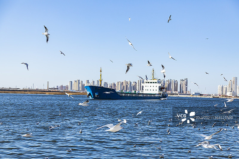天津滨海新区老码头成群飞翔的海鸥图片素材