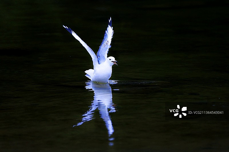 小海鸥图片素材