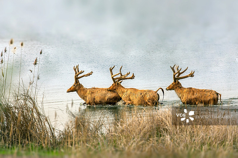 麋鹿----泅渡图片素材