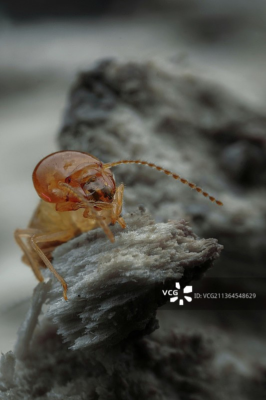 攀爬中的白蚁图片素材