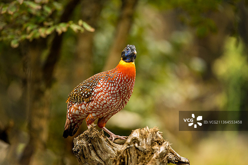 红腹角雉图片素材