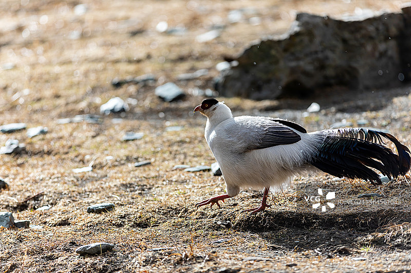 四川甘孜稻城亚丁景区山鸡藏马鸡图片素材