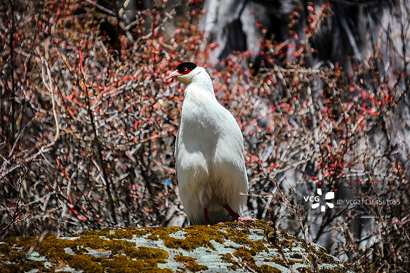 四川甘孜稻城亚丁藏马鸡图片素材