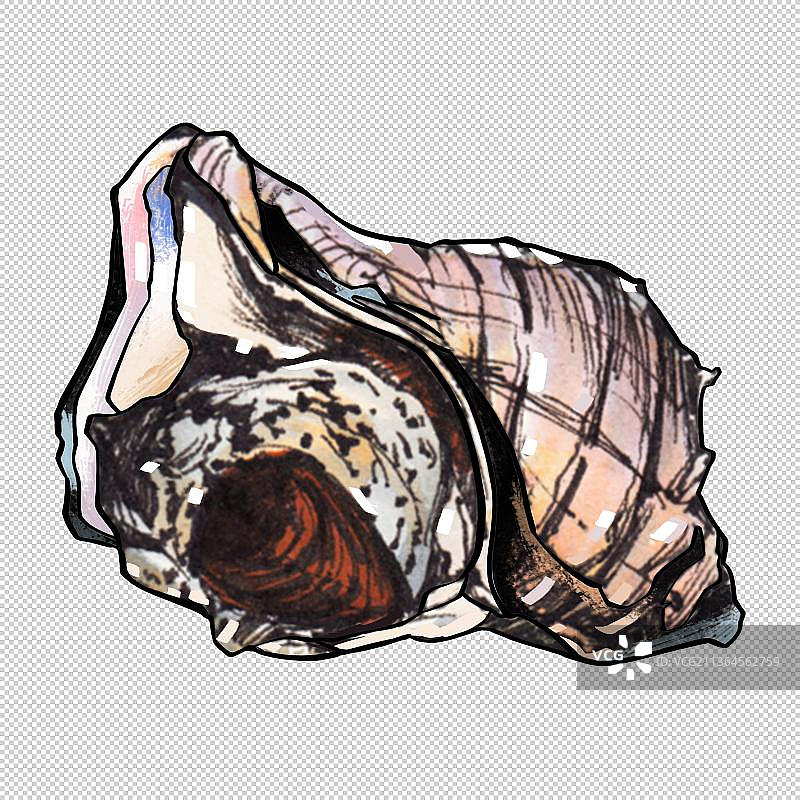 香螺 螺肉 北极贝 贝壳 新鲜海鲜水产品 美食食物餐饮菜单图片素材