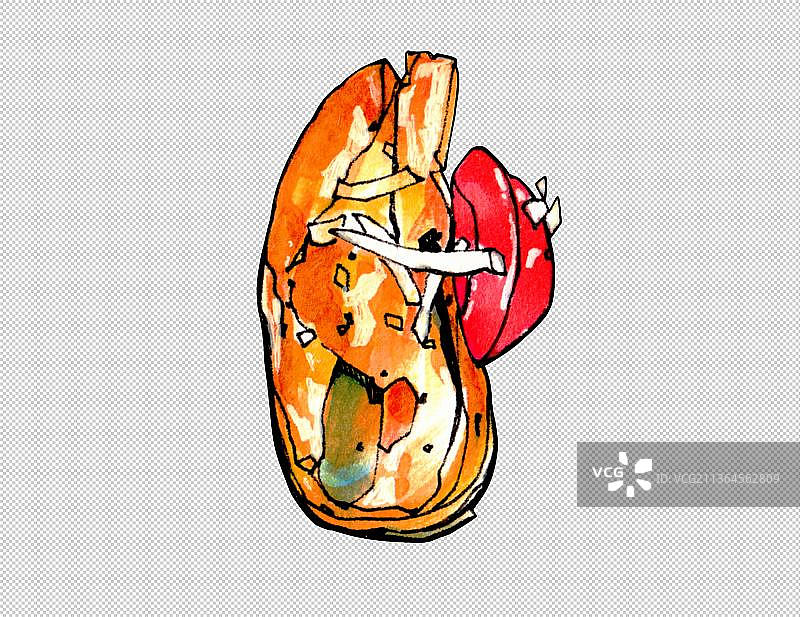 贝壳 蛤蜊 贝类 淡菜  新鲜海鲜水产品 美食食物餐饮菜单图片素材