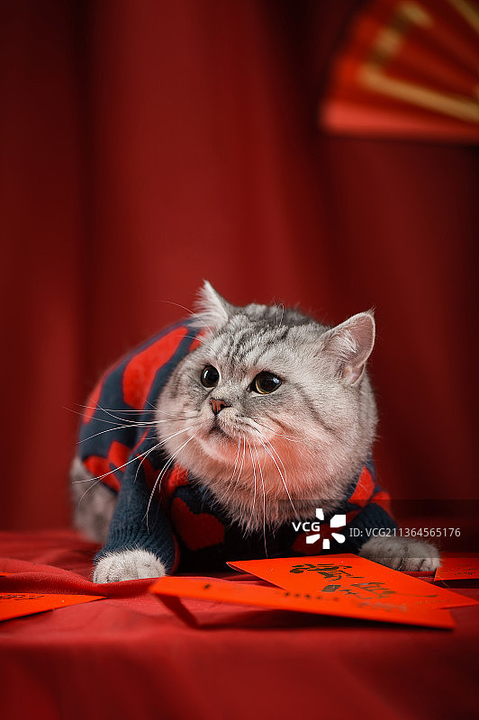 新年主题猫咪图片素材