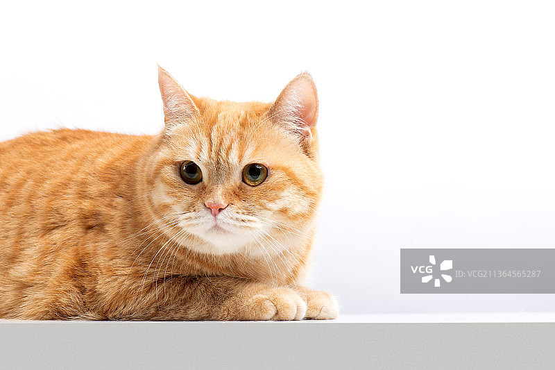 一只橘猫图片素材