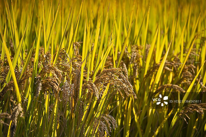 成熟的稻谷图片素材