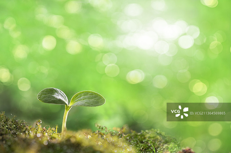 一株幼苗沐浴着阳光图片素材