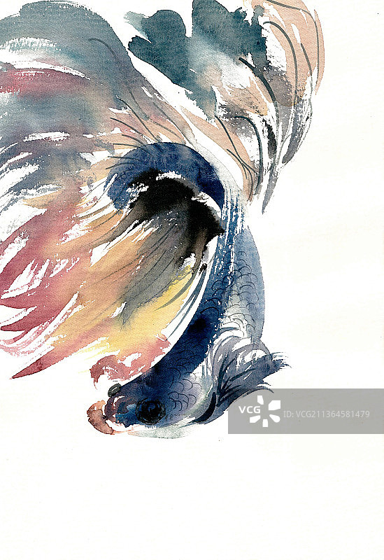 游泳的热带鱼图片素材