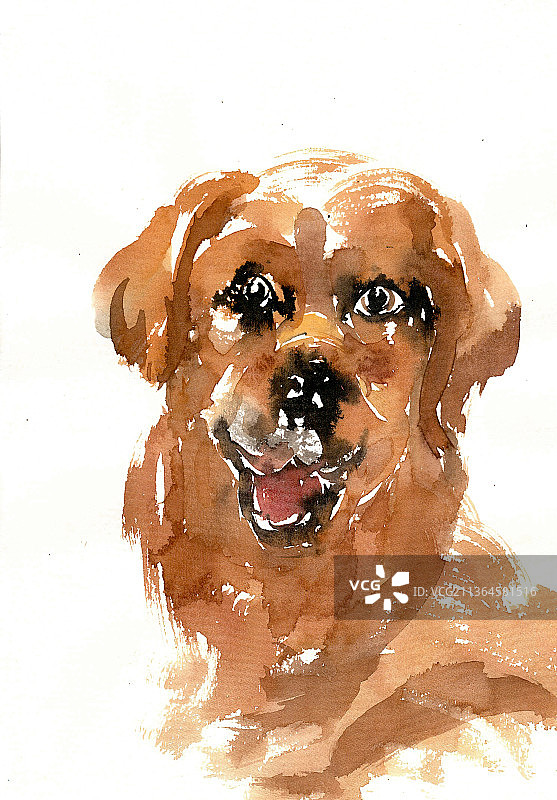 可爱的小狗图片素材