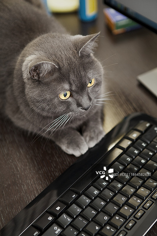 宠物黑猫电脑键盘图片素材