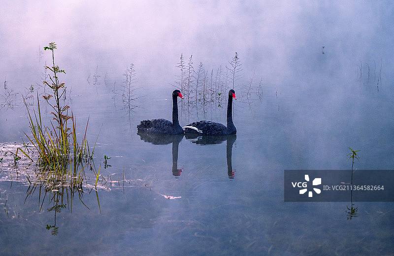 黑天鹅（中国 广西）图片素材