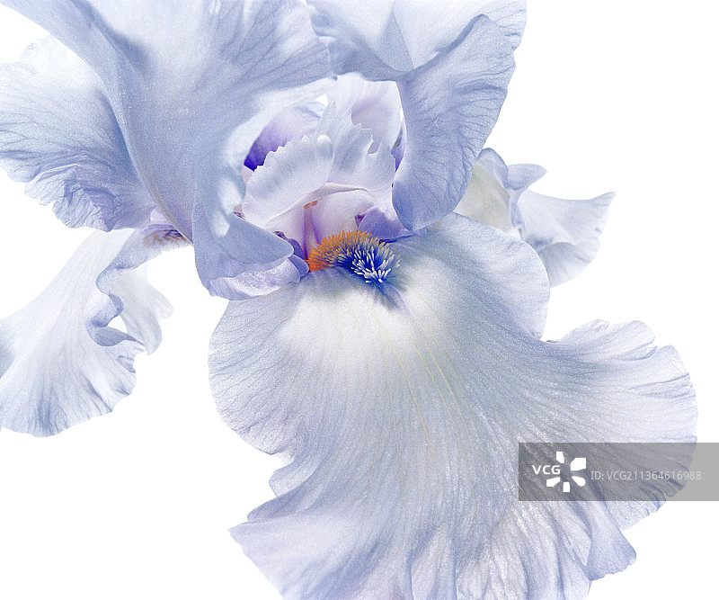 鸢尾花“挪威之歌”图片素材