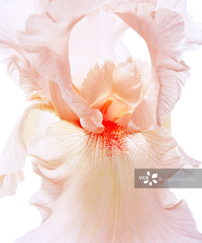 鸢尾花“粉色塔夫绸”，须苞鸢尾图片素材