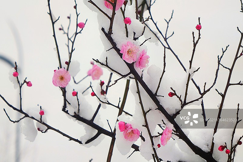 红梅傲雪图片素材