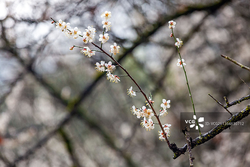 梅花图片素材