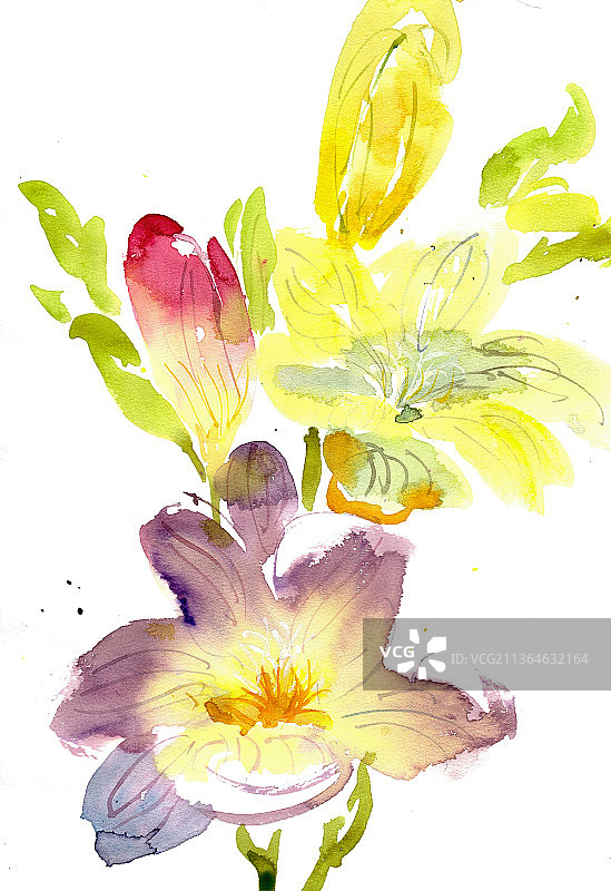 美丽的萱草花图片素材