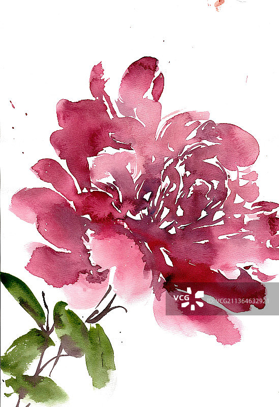 美丽的月季花图片素材