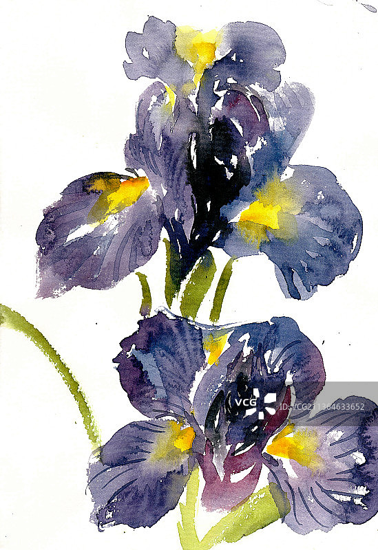 紫色鸢尾花图片素材