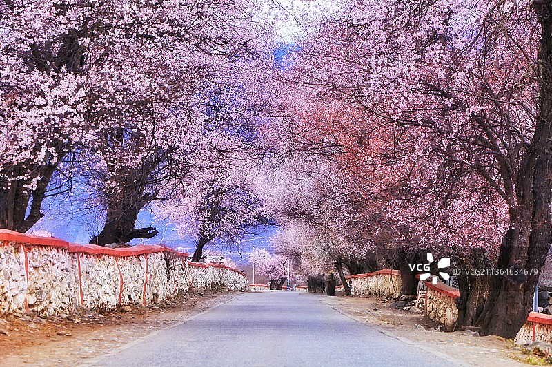 西藏林芝波密桃花沟图片素材