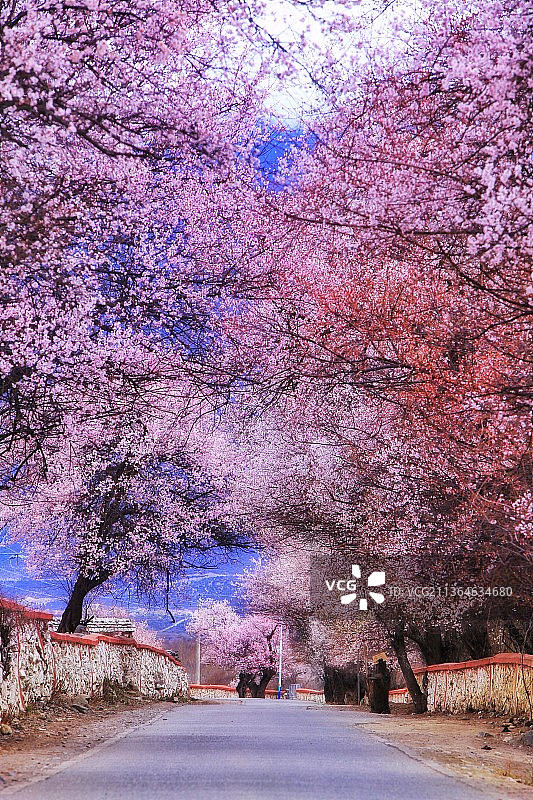 西藏林芝波密桃花沟图片素材