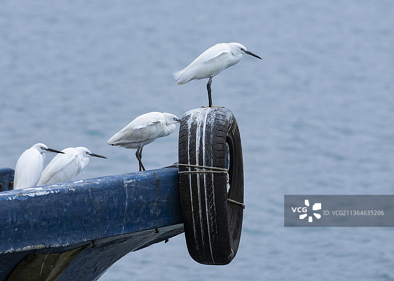 海鸥栖息在船头上的特写镜头图片素材