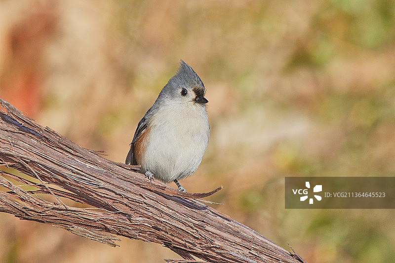 簇绒山雀图片素材