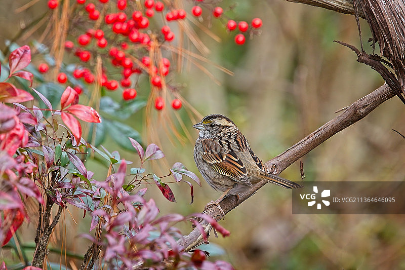 White-throated麻雀图片素材