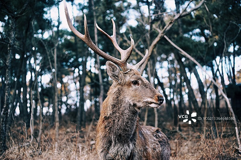 秋天的梅花鹿图片素材