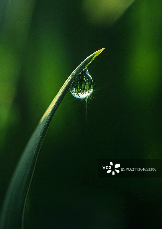 点亮清晨的露珠图片素材