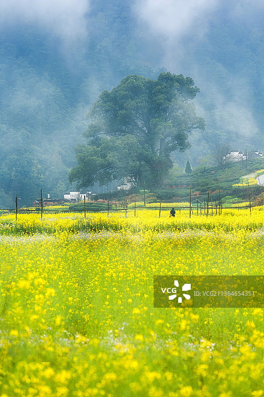 婺源油菜花图片素材