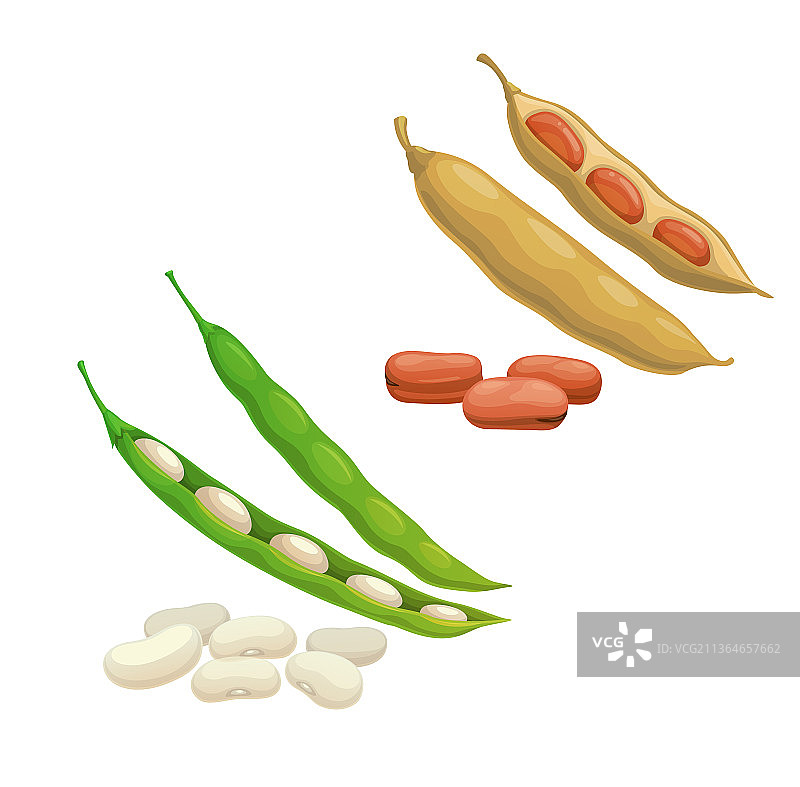 红白芸豆荚蔬菜图片素材