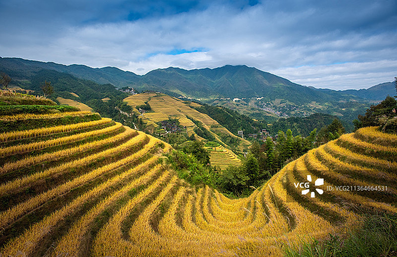 U谷稻熟图片素材