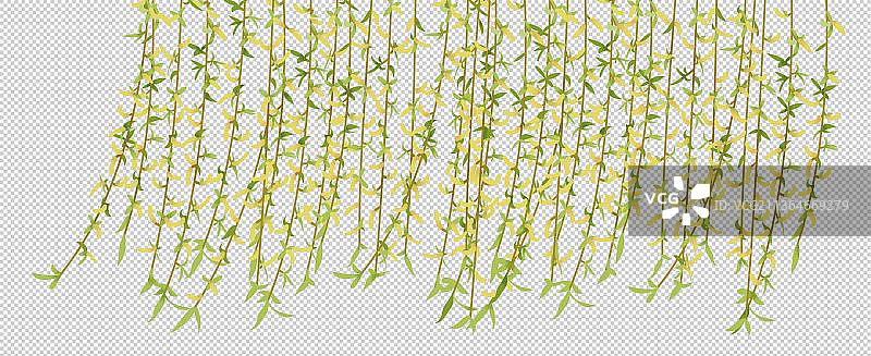 春天的柳枝图片素材