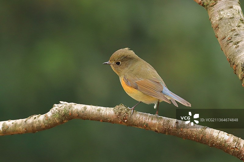 红肋蓝尾鸲图片素材