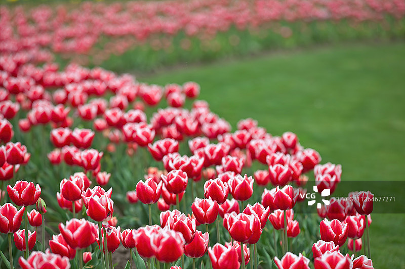 郁金香图片素材