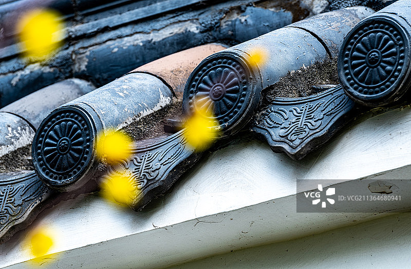 上海普陀真如公园.白墙黛瓦腊梅花开图片素材