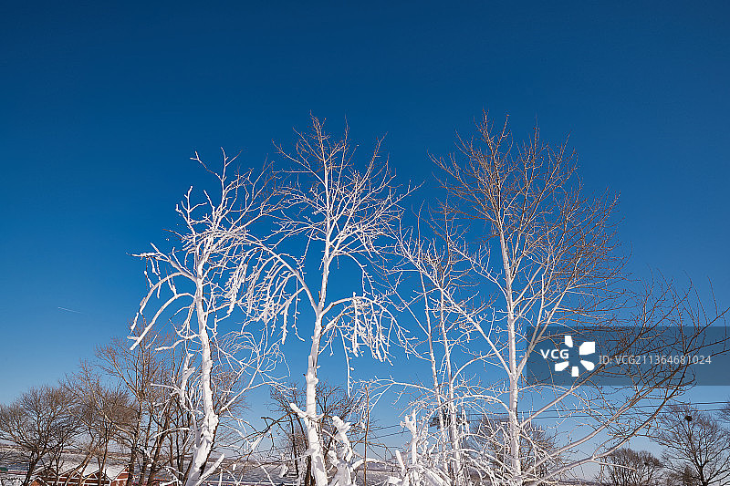 冬季森林自然风景图片素材