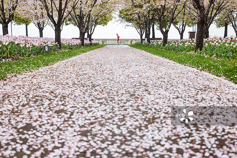落英缤纷图片素材