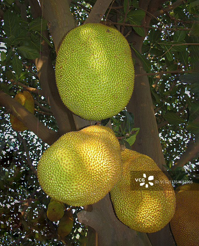 菠萝蜜图片素材