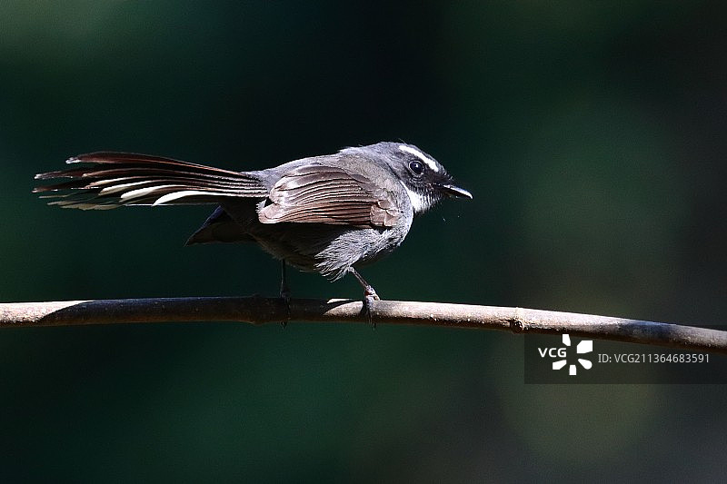 白喉扇尾鹟图片素材