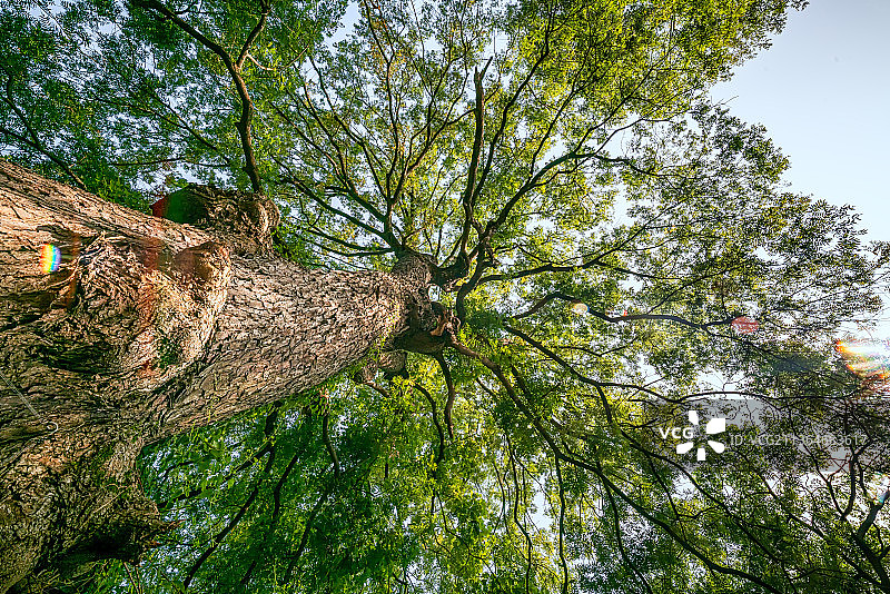 游仙古树图片素材