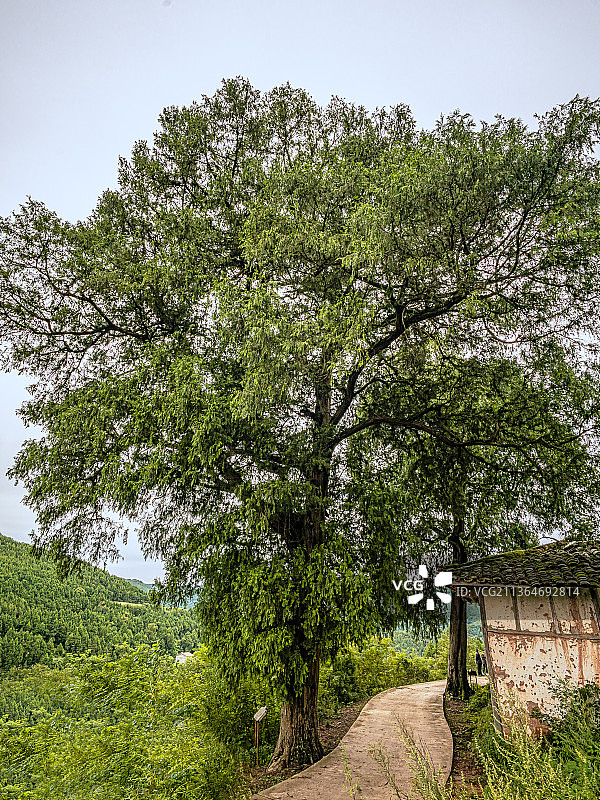 盐亭县古树图片素材